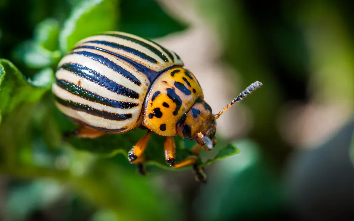 Schuld war der Kartoffelkäfer