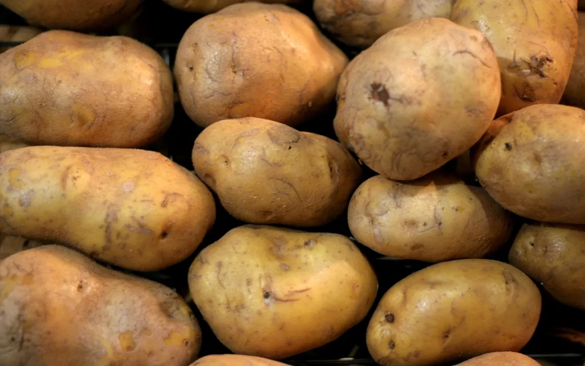 Die "Goldkartoffel" auf den Spuren von goldenem Reis