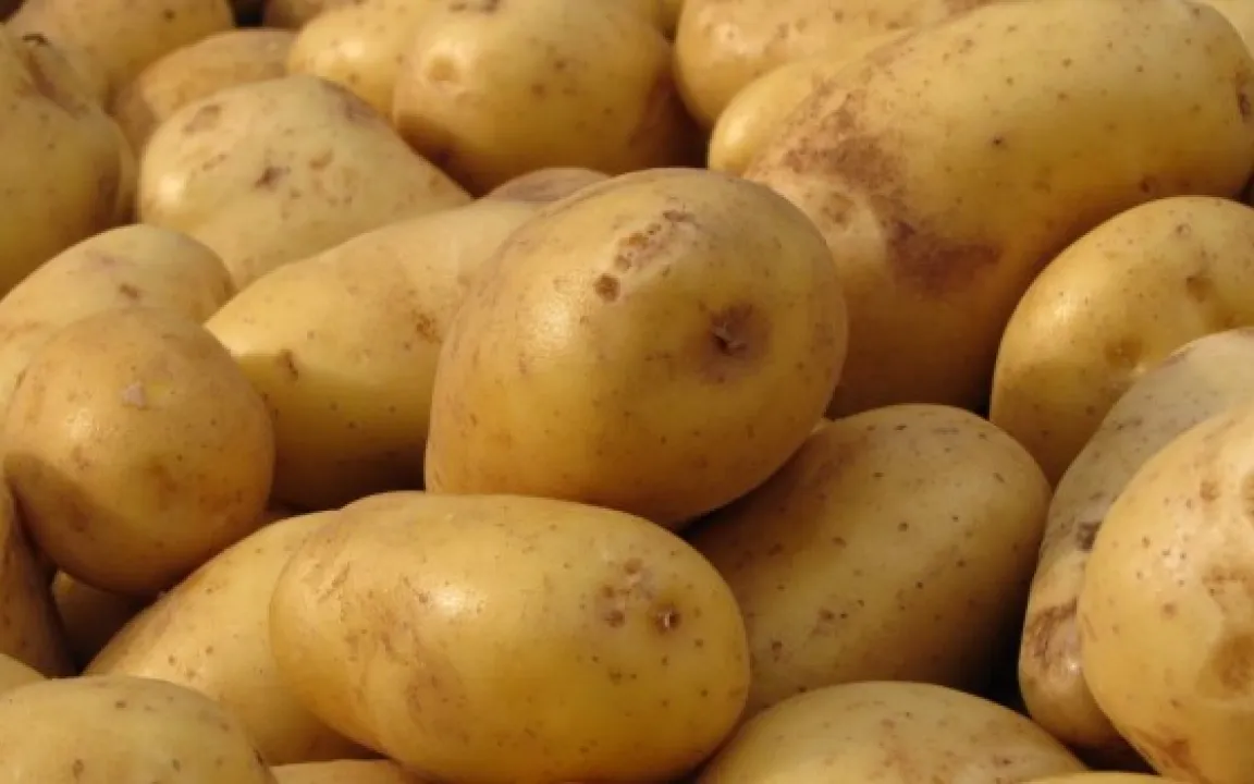 Kartoffel: Karriere mit Höhen und Tiefen