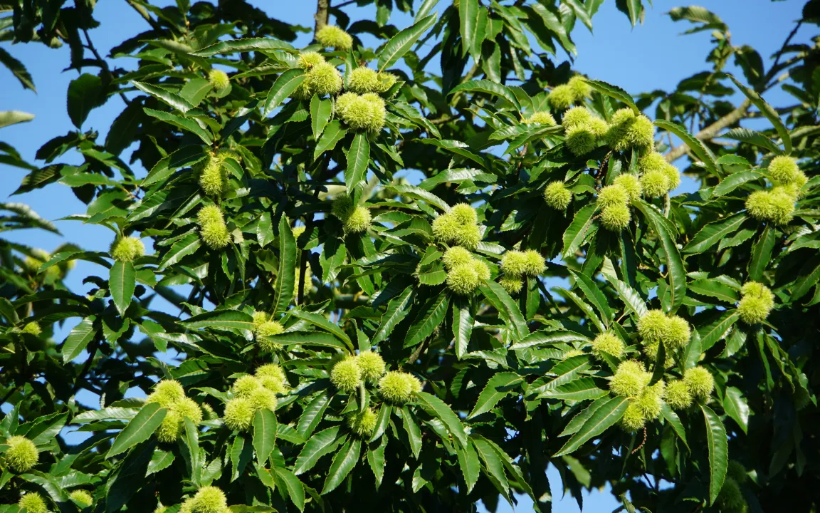 Baum des Jahres 2018: Die Esskastanie