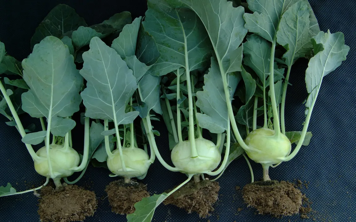 Kohlrabi: typisch deutsch