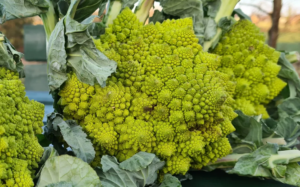 Romanesco: Jeder Kopf ein Kunstwerk