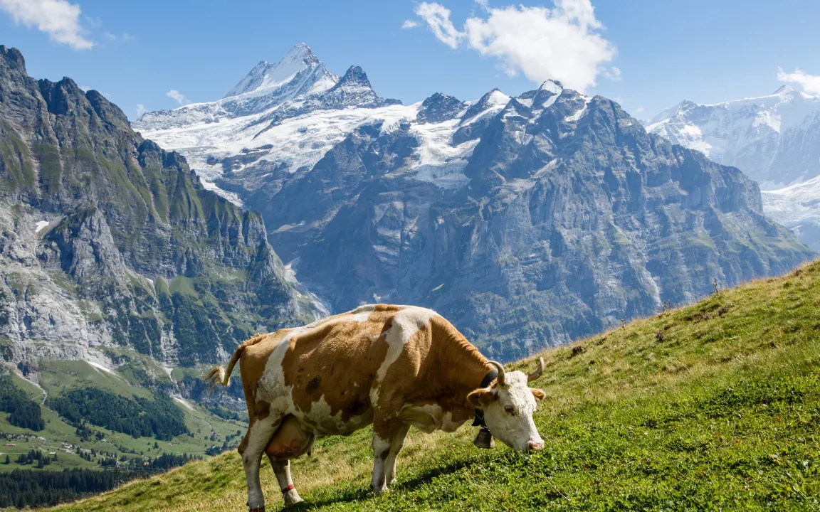Boden des Jahres 2018: Der Alpenboden