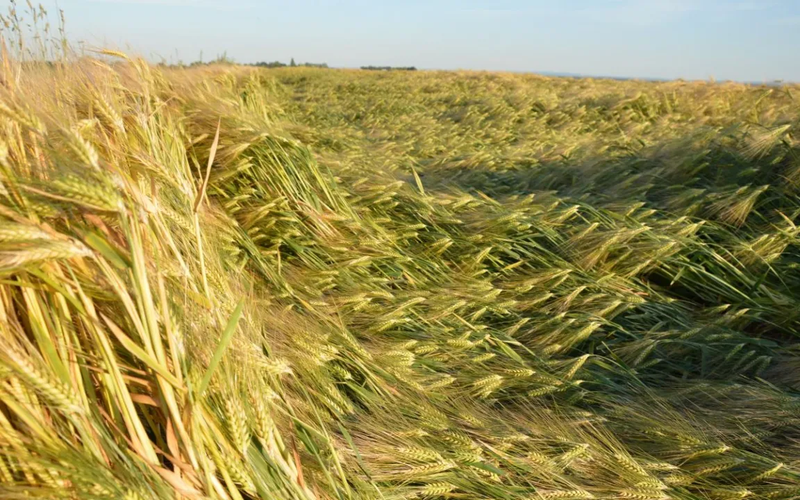 Wenn das Getreide zu Boden geht