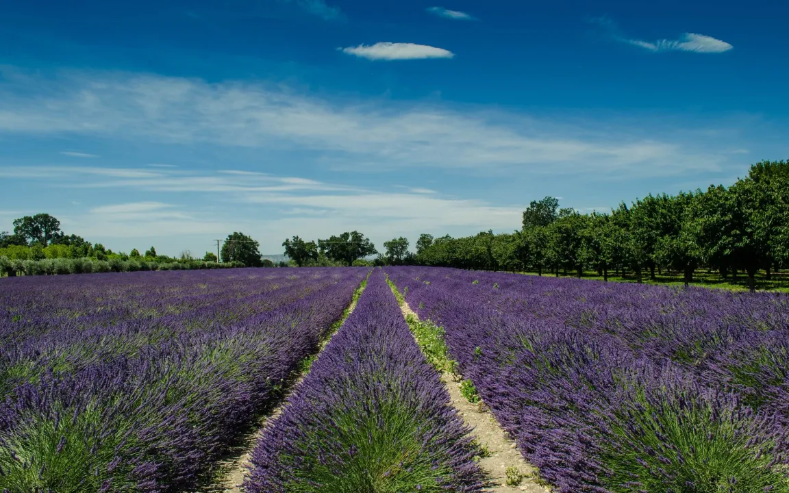 Beruhigender Lavendel