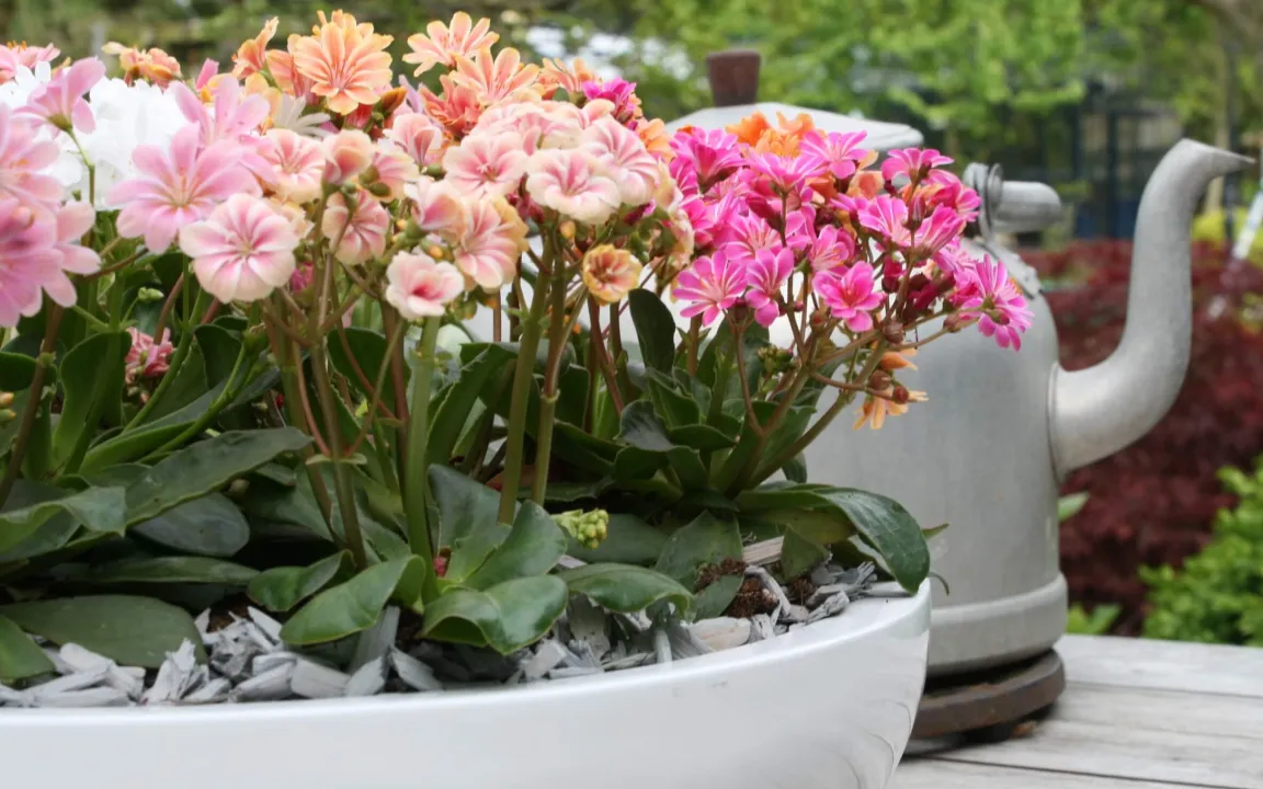 Lewisien – Balkonschönheiten mit wenig Pflegebedarf