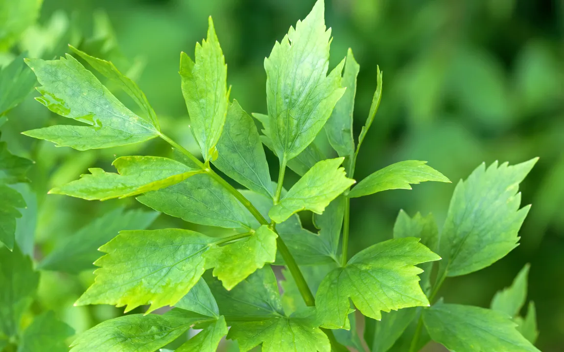 Küchenkräuter-Porträt: Liebstöckel