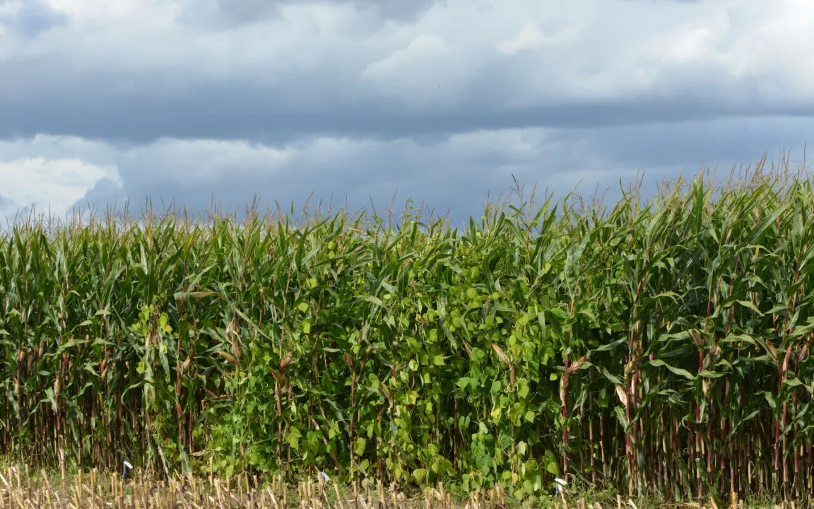 Mischanbau von Mais mit Bohnen