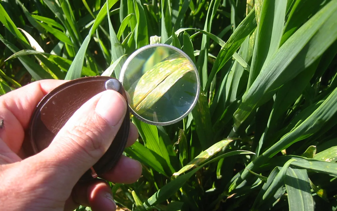 Investitionen in gesundes Getreide