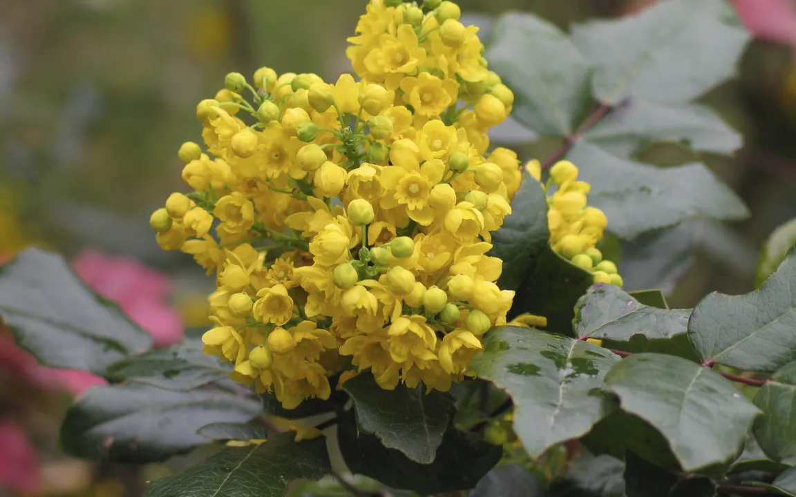 Blattschäden an Mahonien