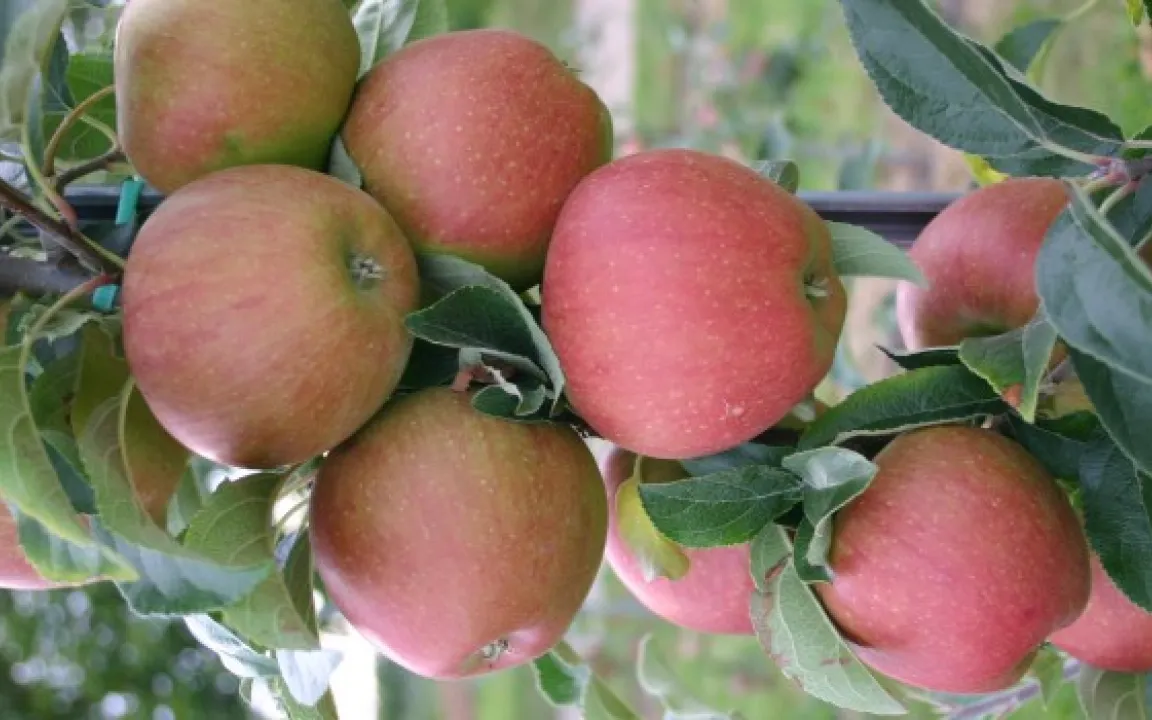 Alte und neue Apfelsorten haben ihre Fans