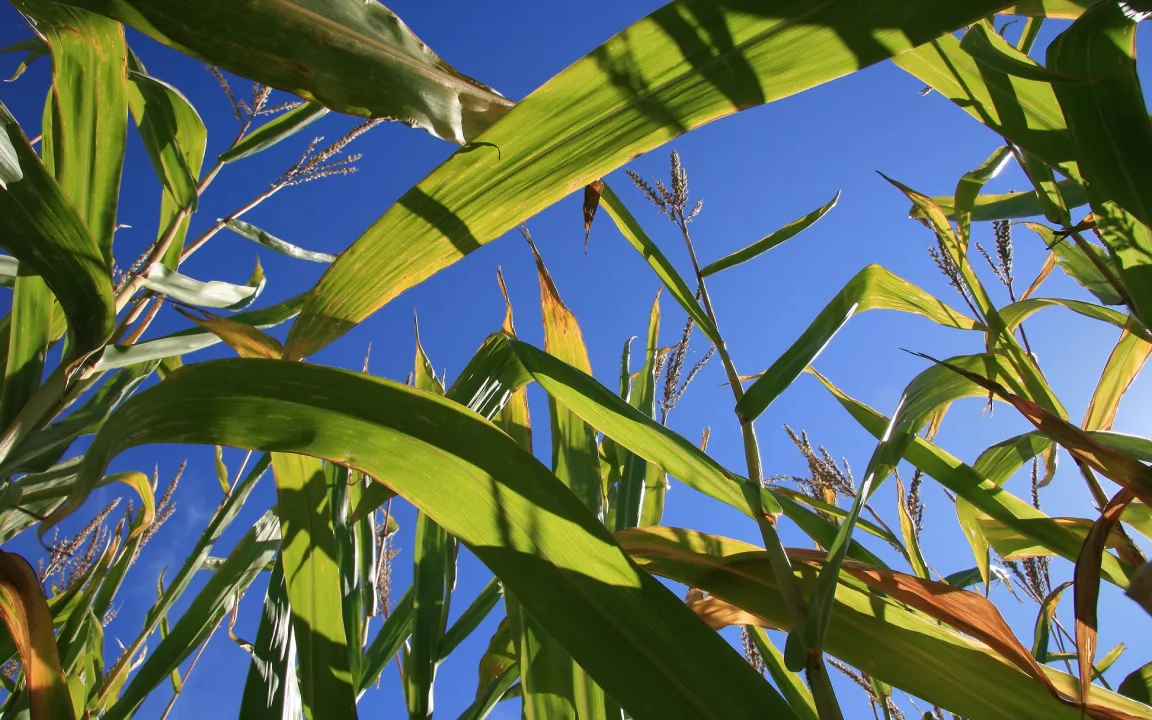 Stoffwechsel in Pflanzen – live und in Farbe