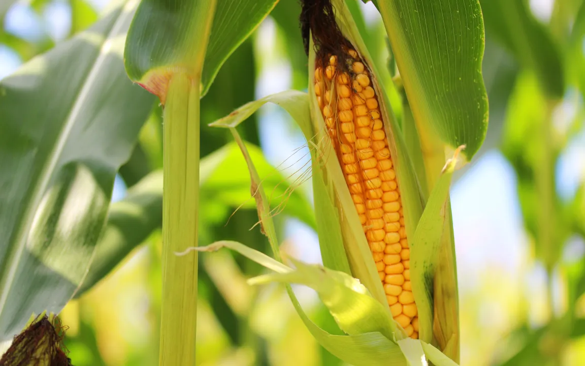 Neues Referenzgenom von Mais