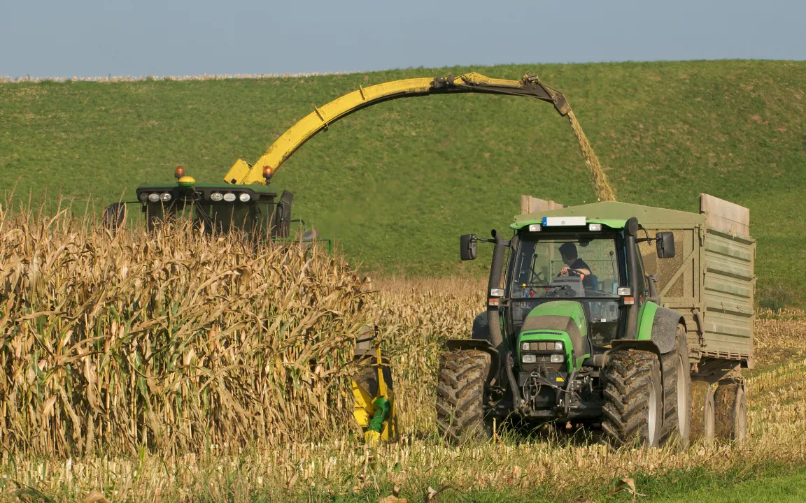Wenn das Immunsystem entgleist