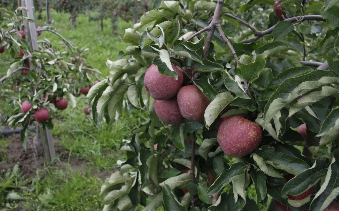 Welche Pflanzenzüchtung brauchen wir für den Klimawandel?