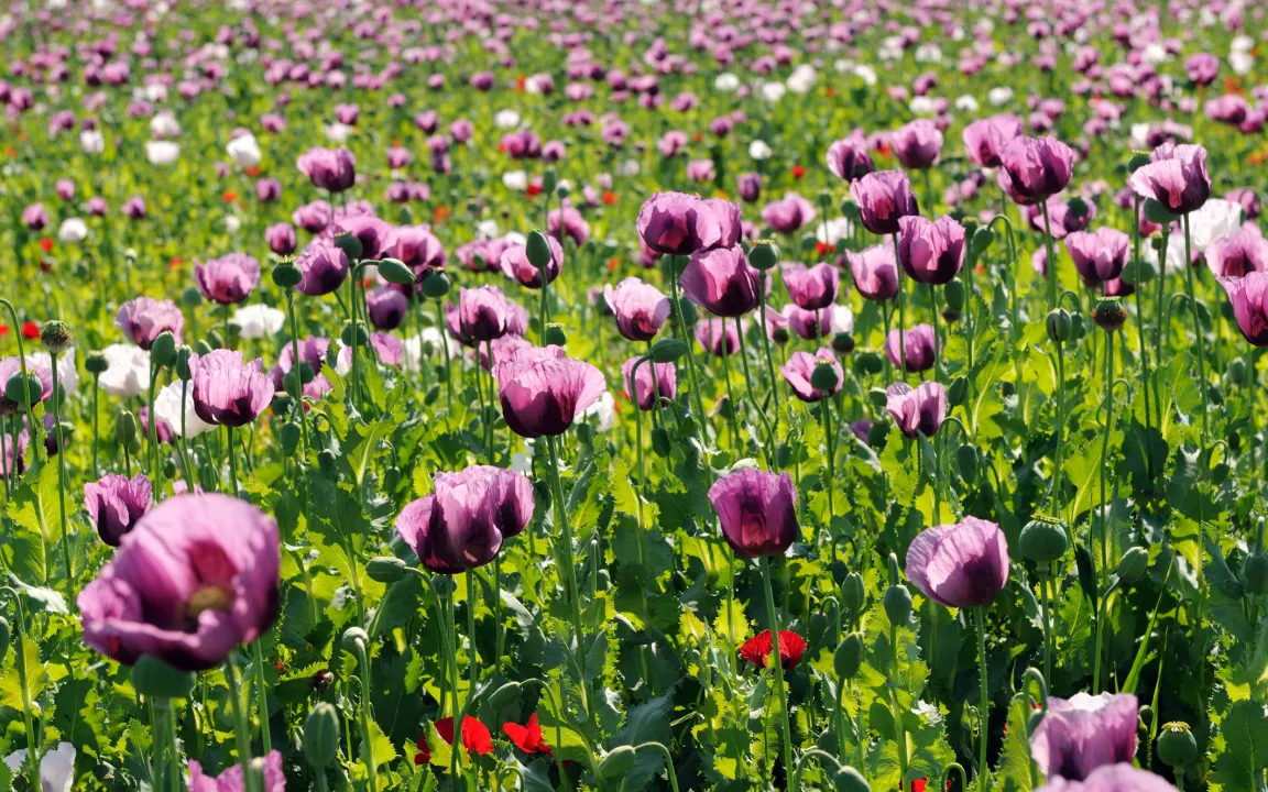 Lila Pracht in Nordhessen zur alljährlichen Mohnblüte