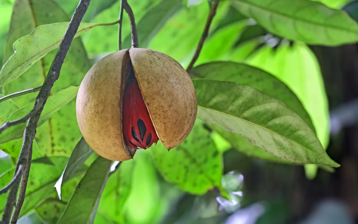 Wunderbare Muskatnuss