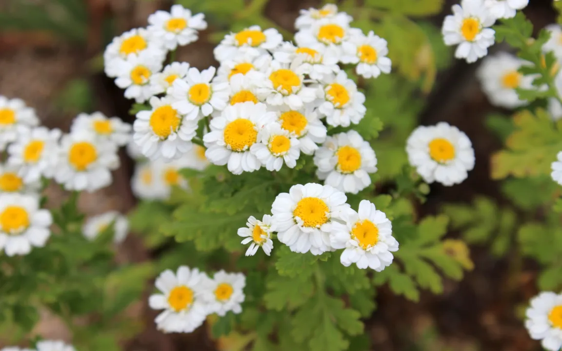 Mutterkraut ist auch für Männer geeignet