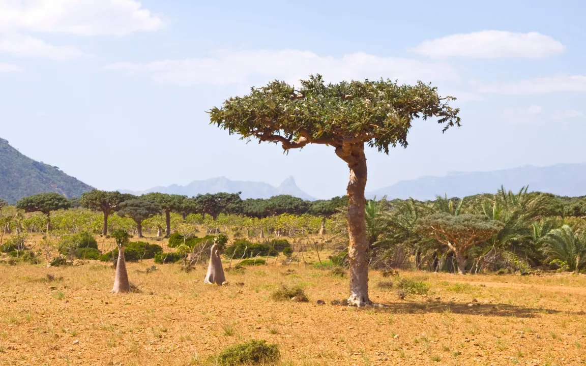 Der Myrrhenbaum ist "Arzneipflanze des Jahres 2021"