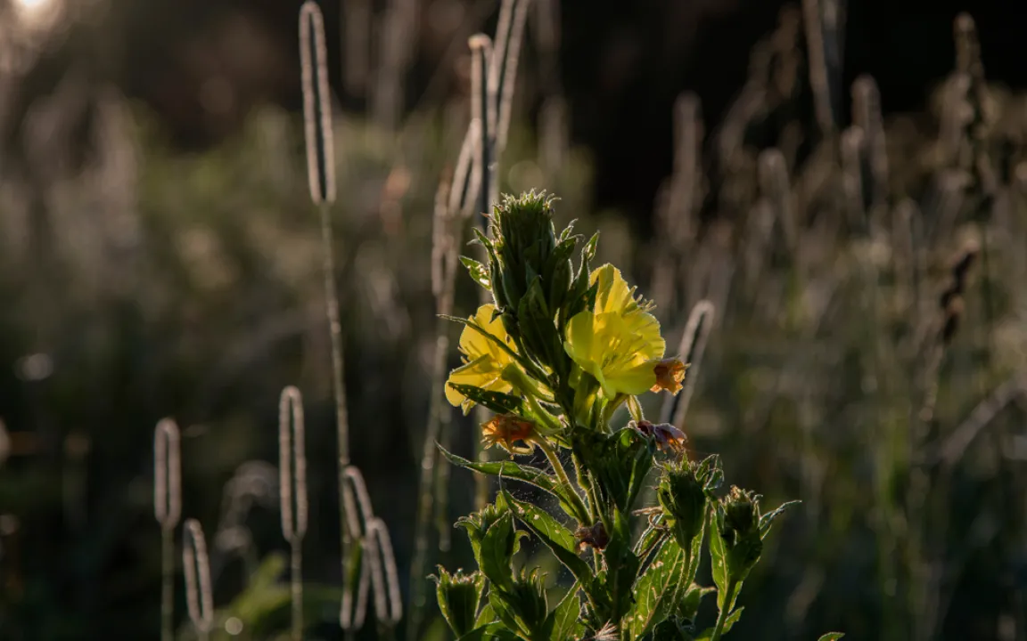 Gelb blüht die Nachtkerze im Dunkeln