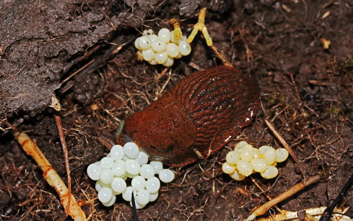 Schädlinge mit Überlebensstrategien - auch für härteste Winter 