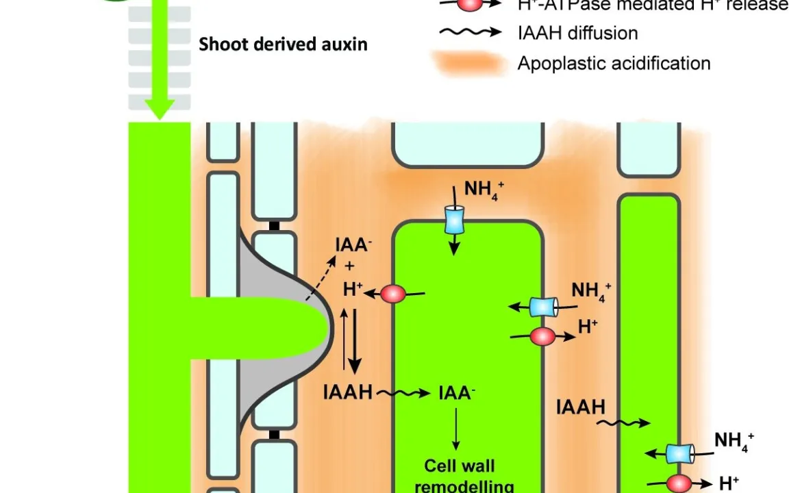 Ammonium im Boden fördert Ausbildung von Seitenwurzeln