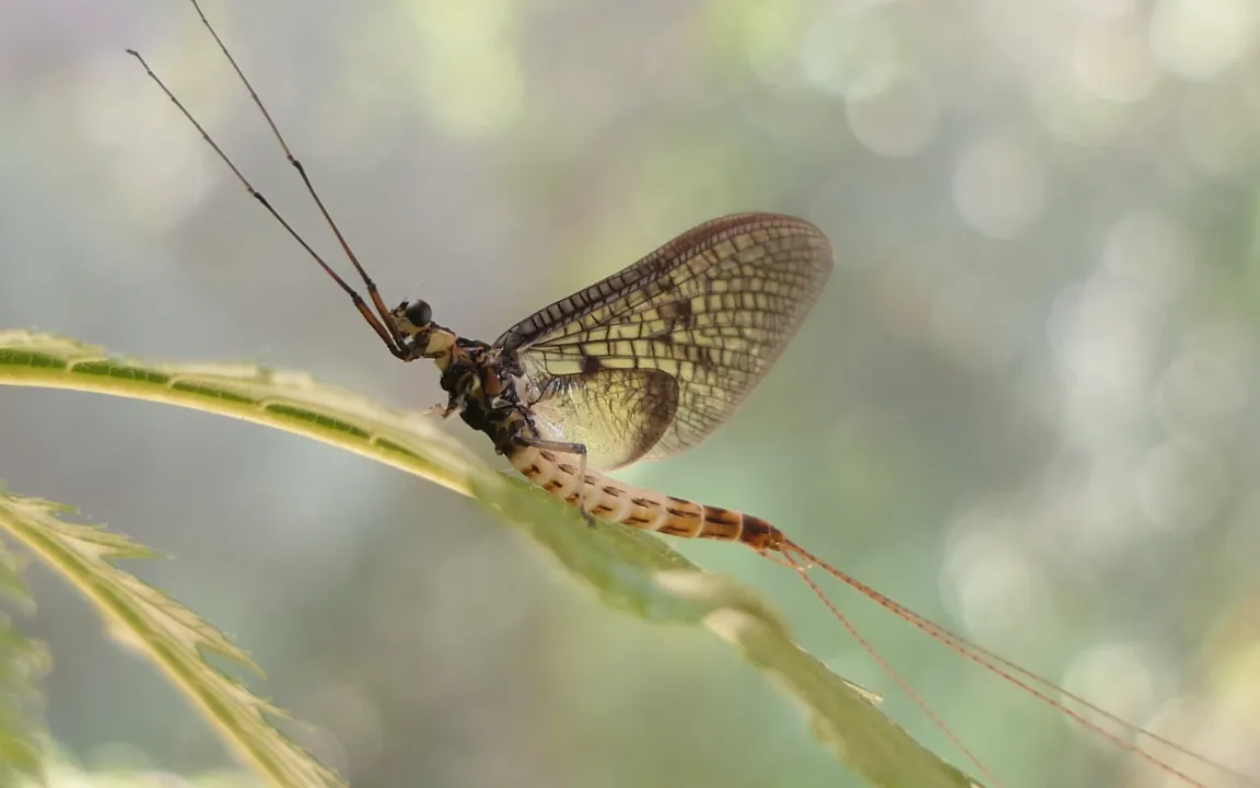 Insekt des Jahres 2021 ist die Dänische Eintagsfliege