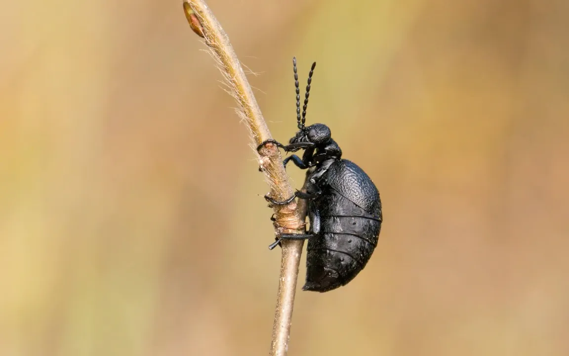 Der Schwarzblaue Ölkäfer ist Insekt des Jahres 2020