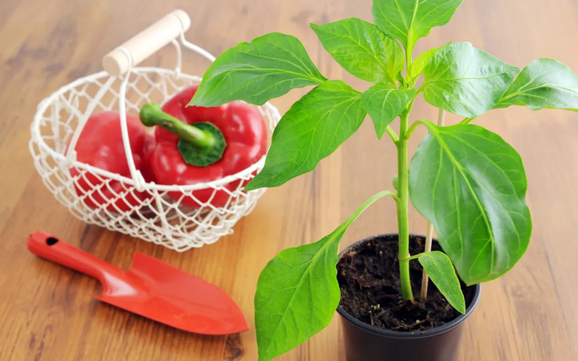 Gemüsepflanzen vorziehen