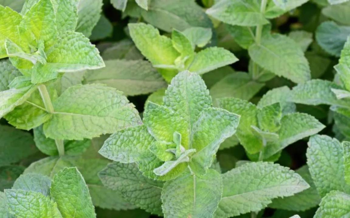 Vielseitiger Minzgeschmack für Arznei und Ernährung