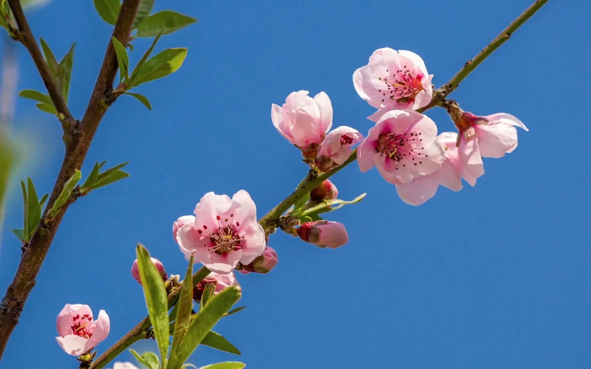 Kleiner Kalender: Der Pfirsichblütentag