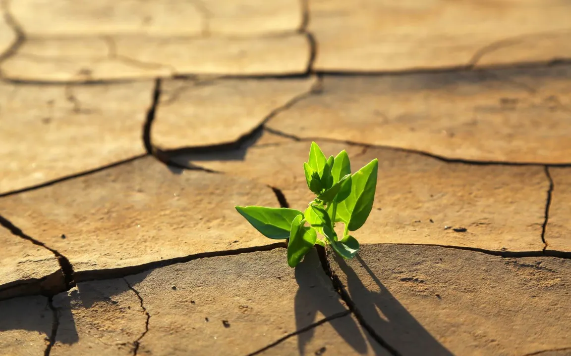  Pflanzen lernen, mit Stress umzugehen