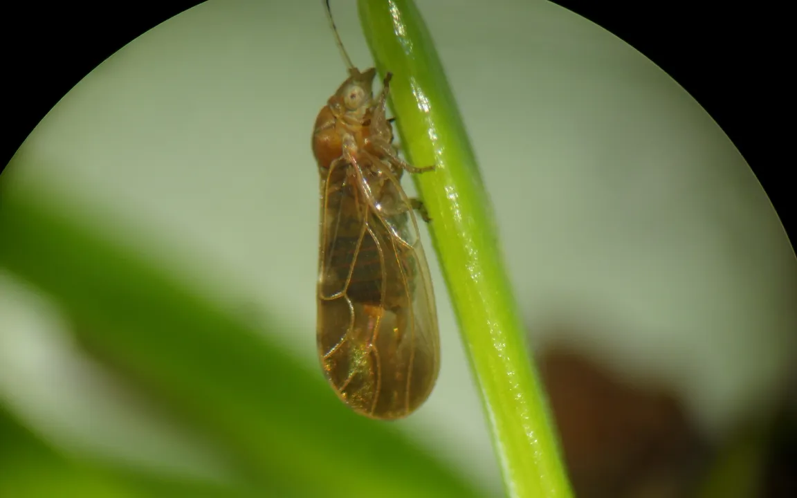 Der Pflaumenblattsauger ist flexibel bei der Nahrungswahl