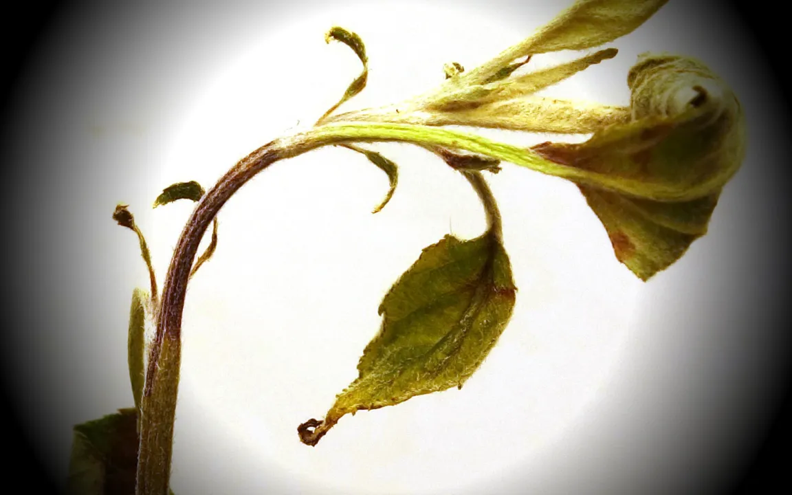 Feuerbrand: Todeszellen im Apfelbaum