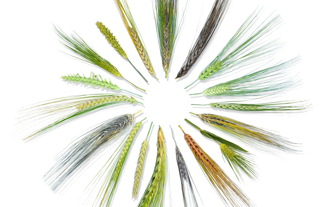 Die digitale Genbank