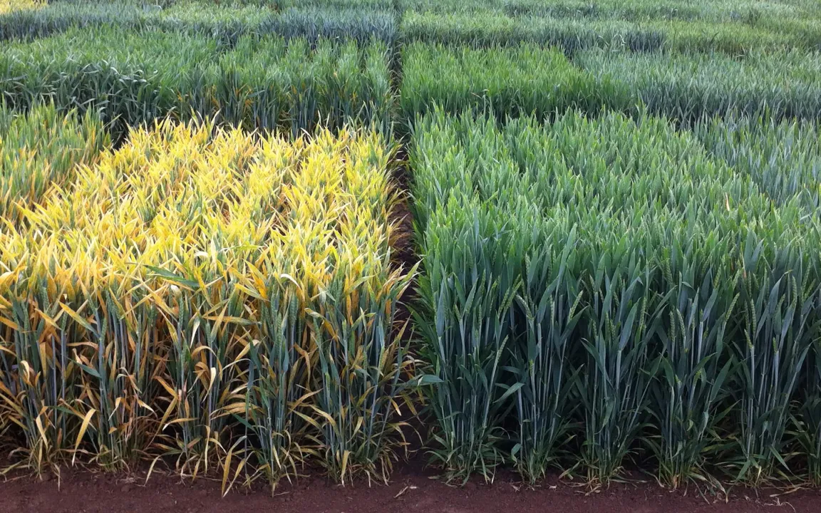 Höhere Erträge und verbesserte Resistenzen