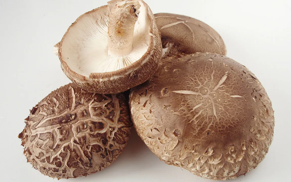 Shiitake: der Pilz des Pasania-Baums
