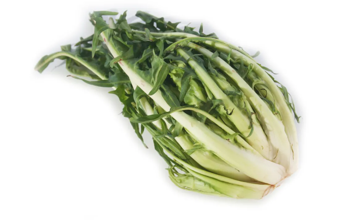 Puntarelle, Cimata, Vulkanspargel oder Spargelchicorée