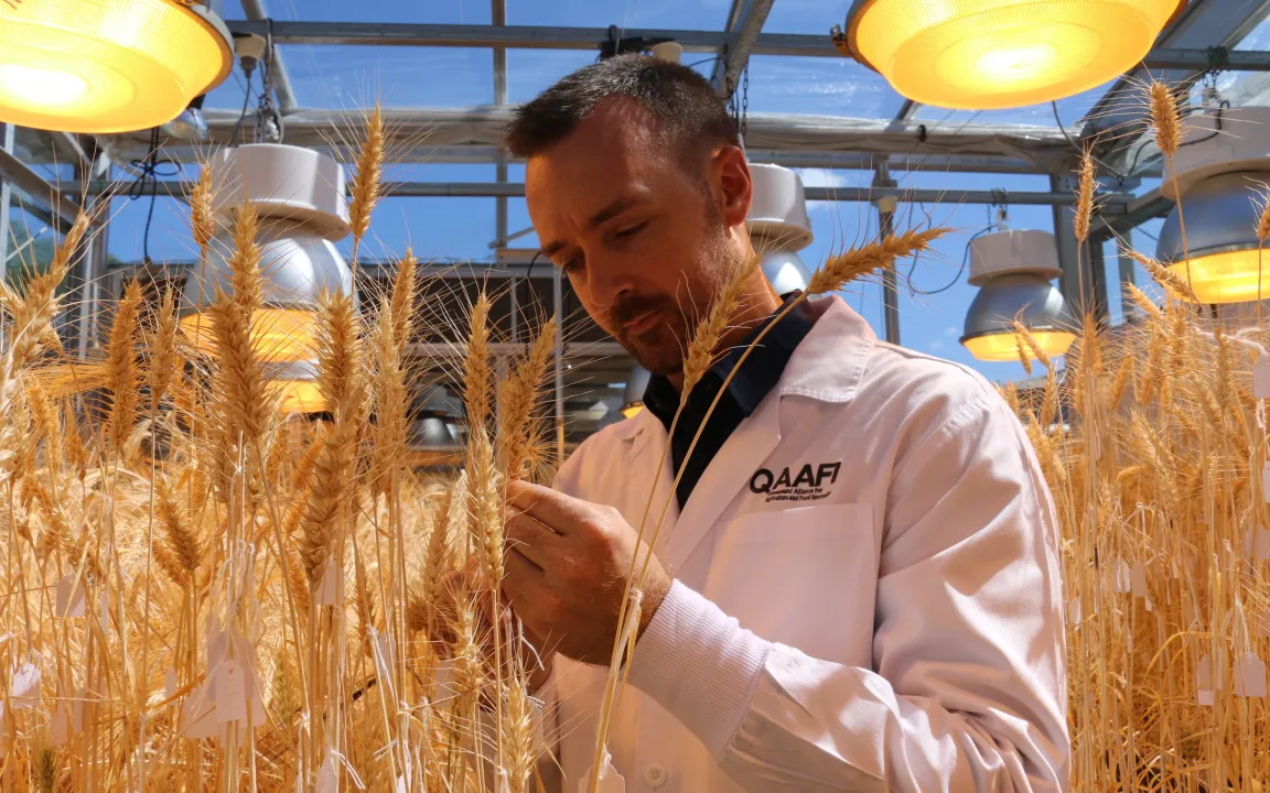 Schneller züchten mit Speedbreeding