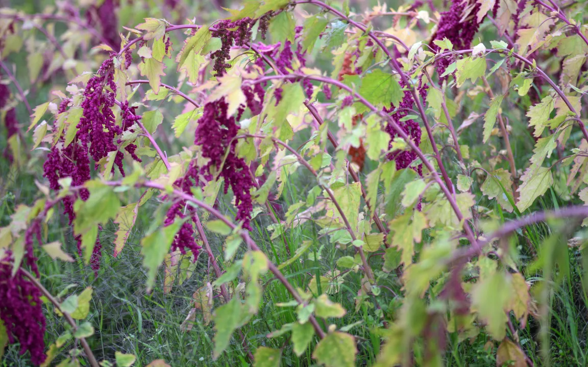 Quinoa – ein beliebtes Pseudogetreide aus Südamerika