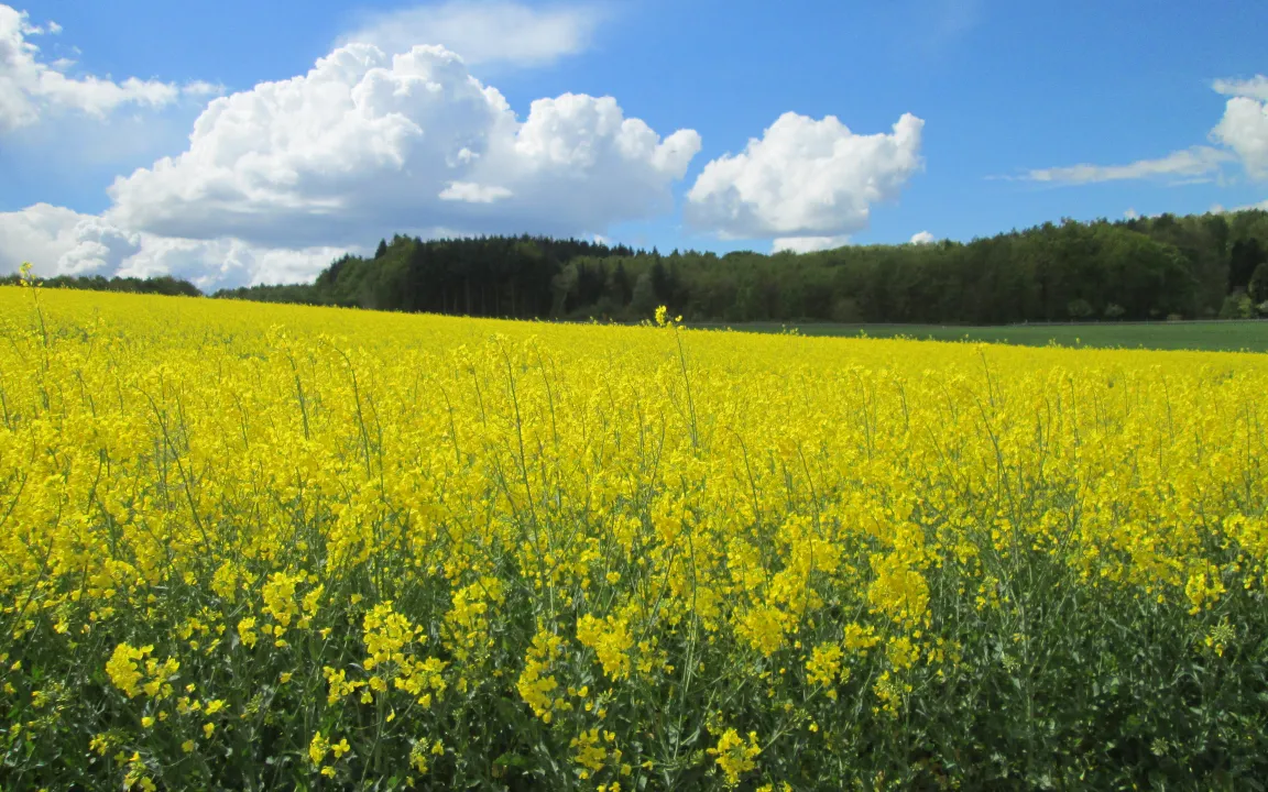 Raps-Vielfalt entschlüsselt