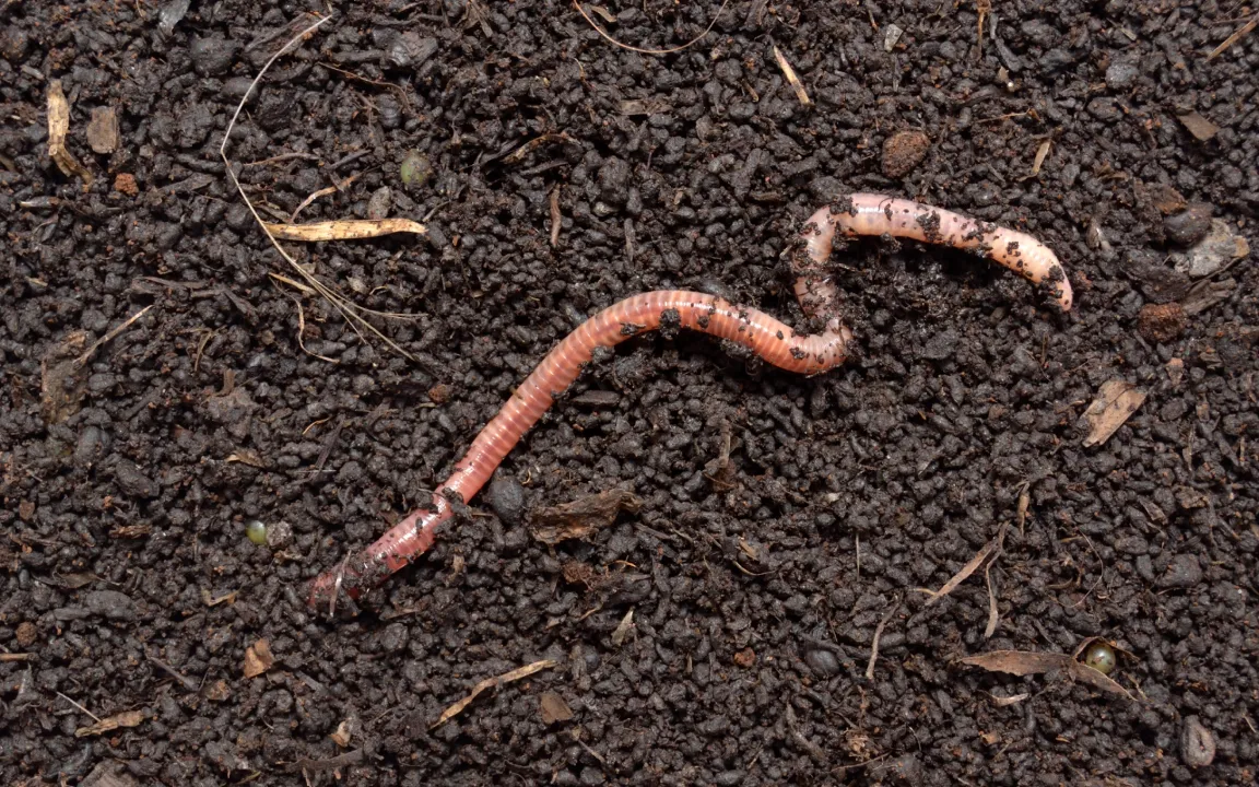 Tag des Regenwurms ist nicht nur im Februar