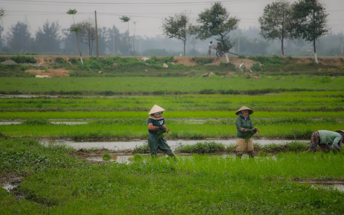 Gentechnik gegen versteckten Hunger