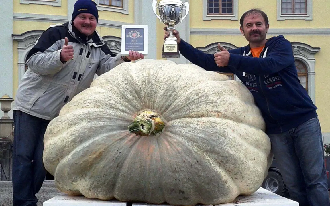Rekord-Kürbis brachte 812,5 Kilogramm auf die Waage