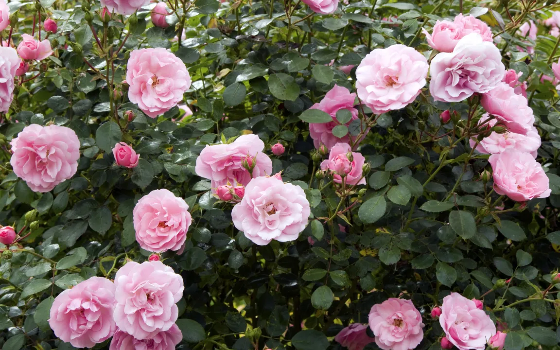 Wer saugt an Rosenblättern?