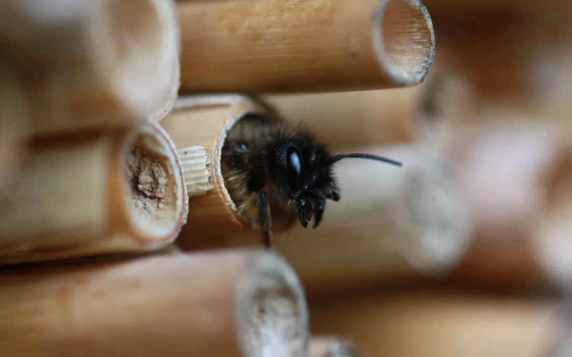 Insektensterben – global betrachtet