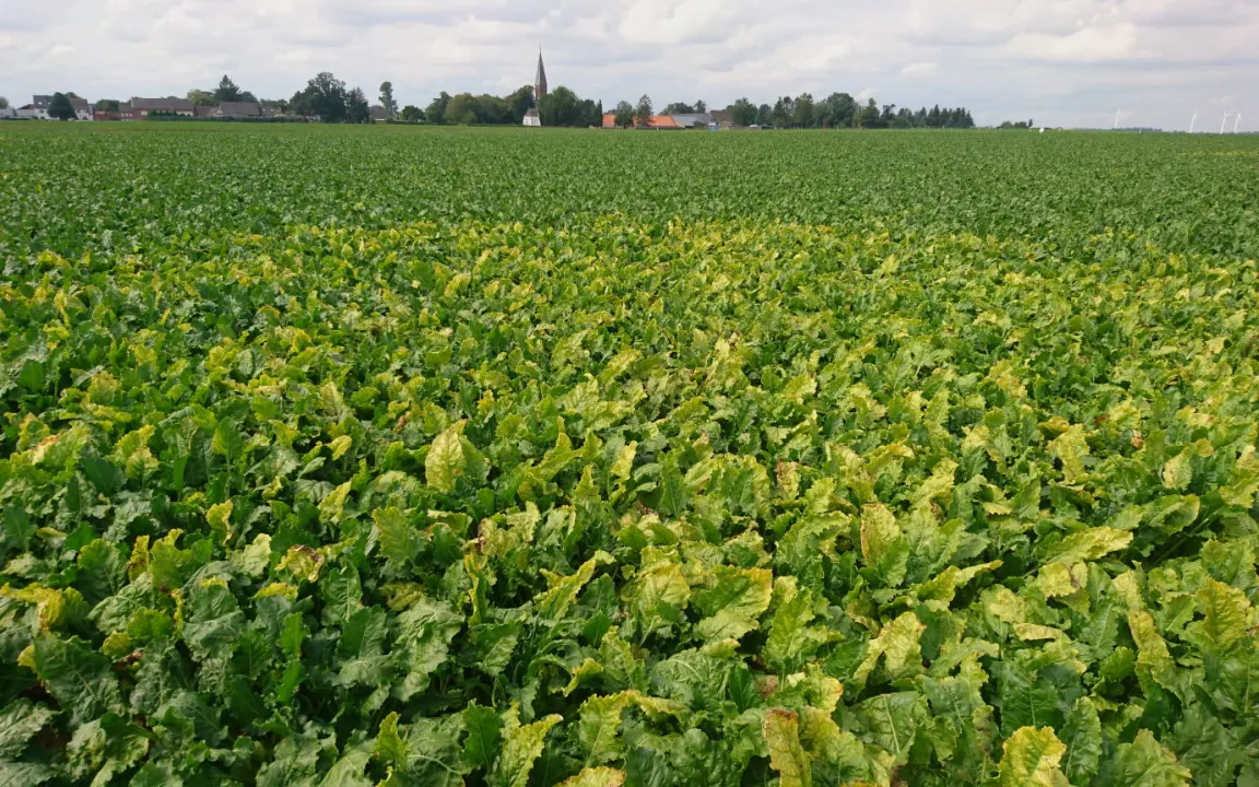 Viröse Rübenvergilbung: Gelbe Befallsnester werden über den Sommer größer