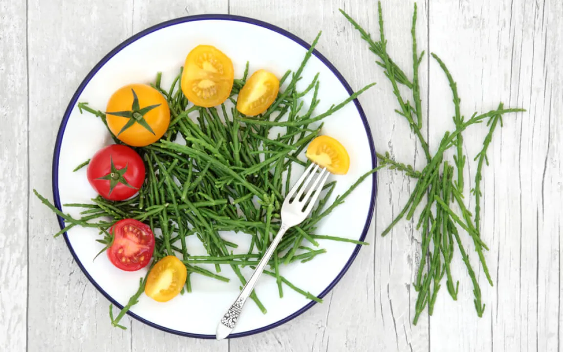 Queller – salziges Küstenkraut