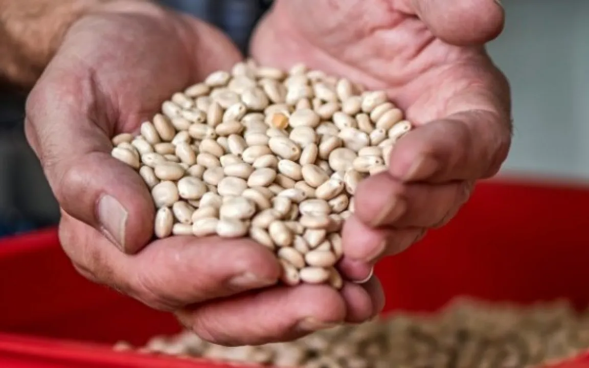 Schafft es die Lupine in die Küche?