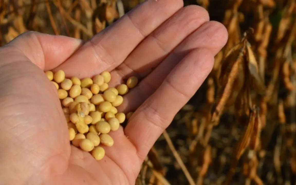 Sojabohnen zuerst in den Betonmischer, dann säen